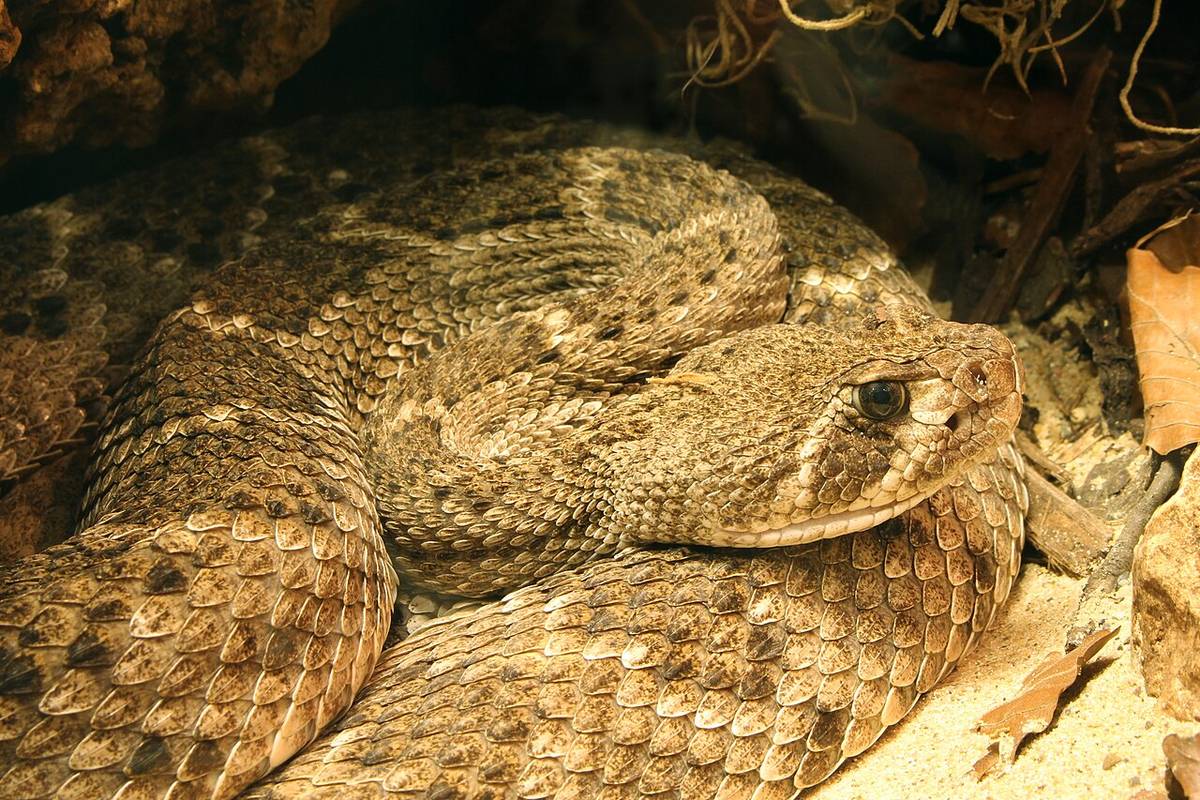 Western diamondback rattlesnake