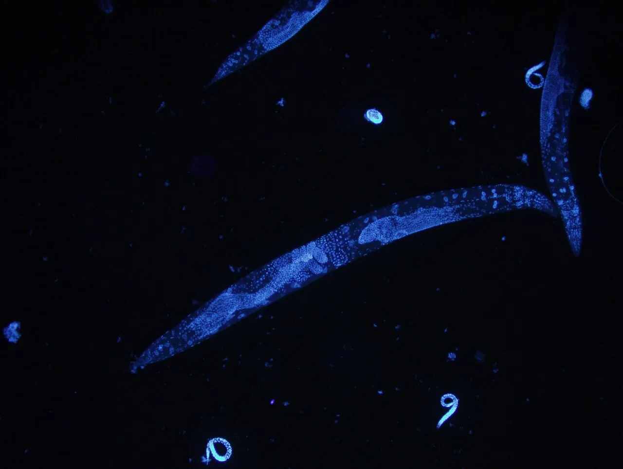Caenorhabditis elegans microscope