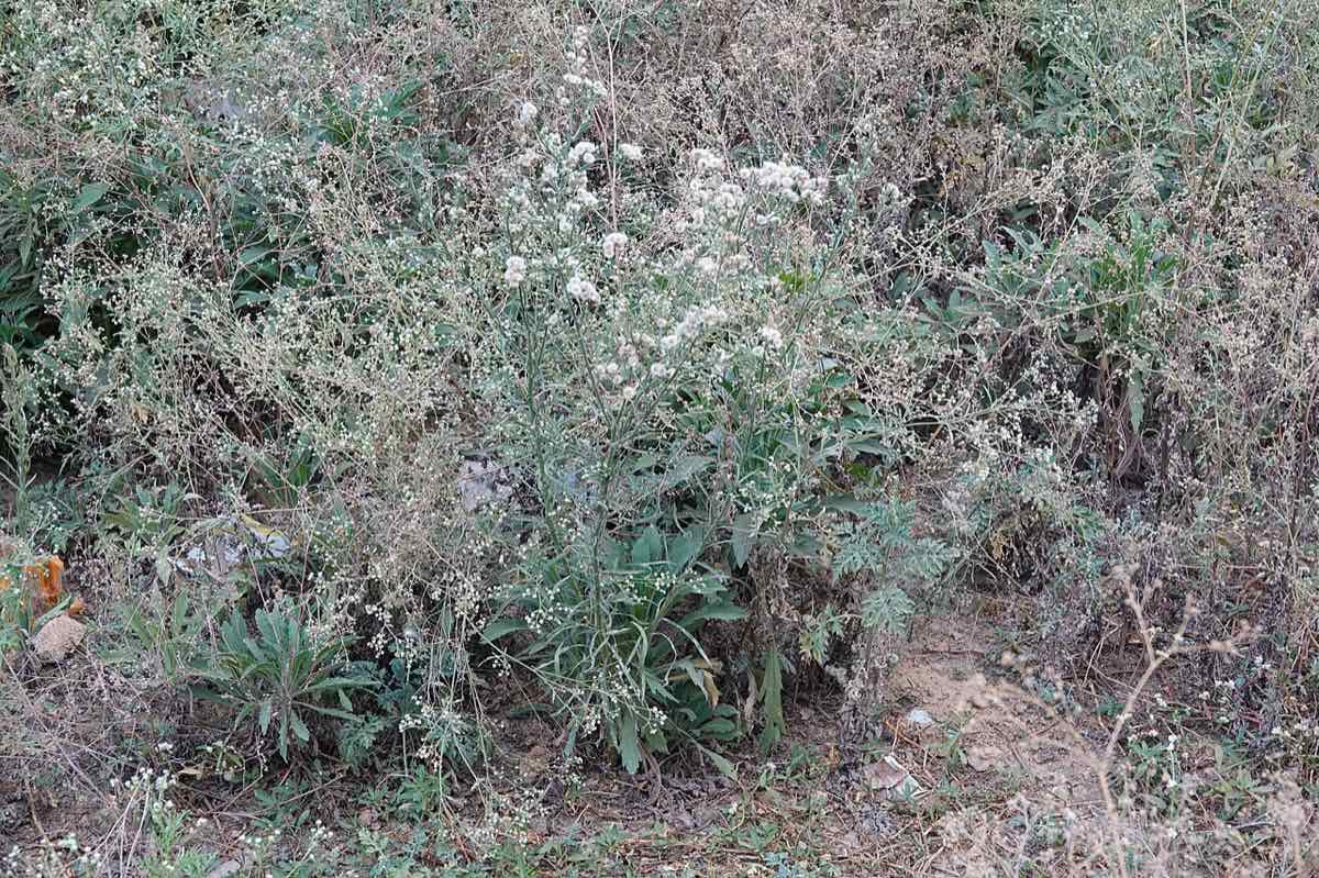 Erigeron canadensis