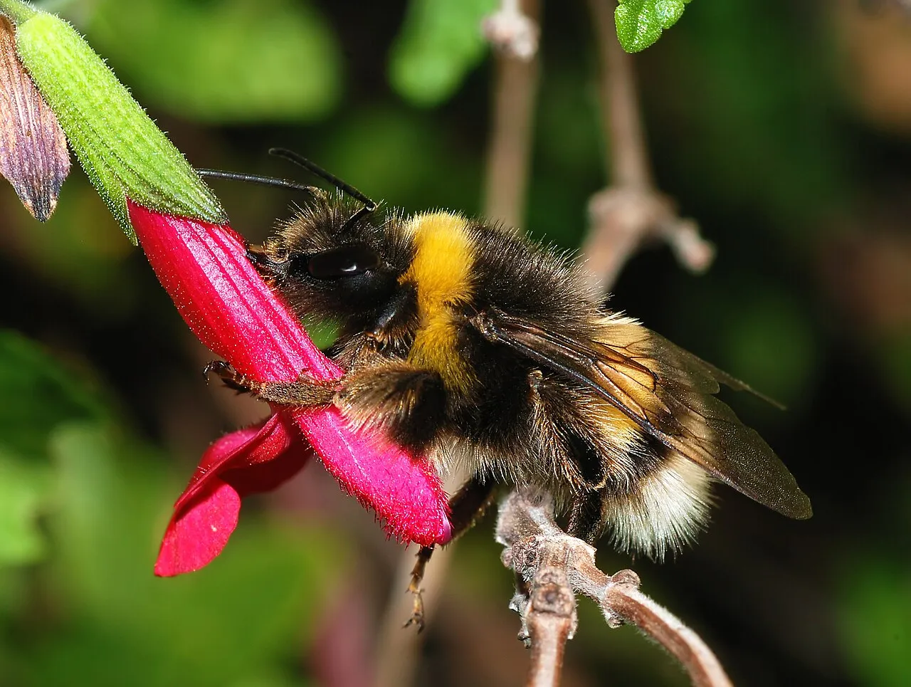 Bombus terrestris bumblebee