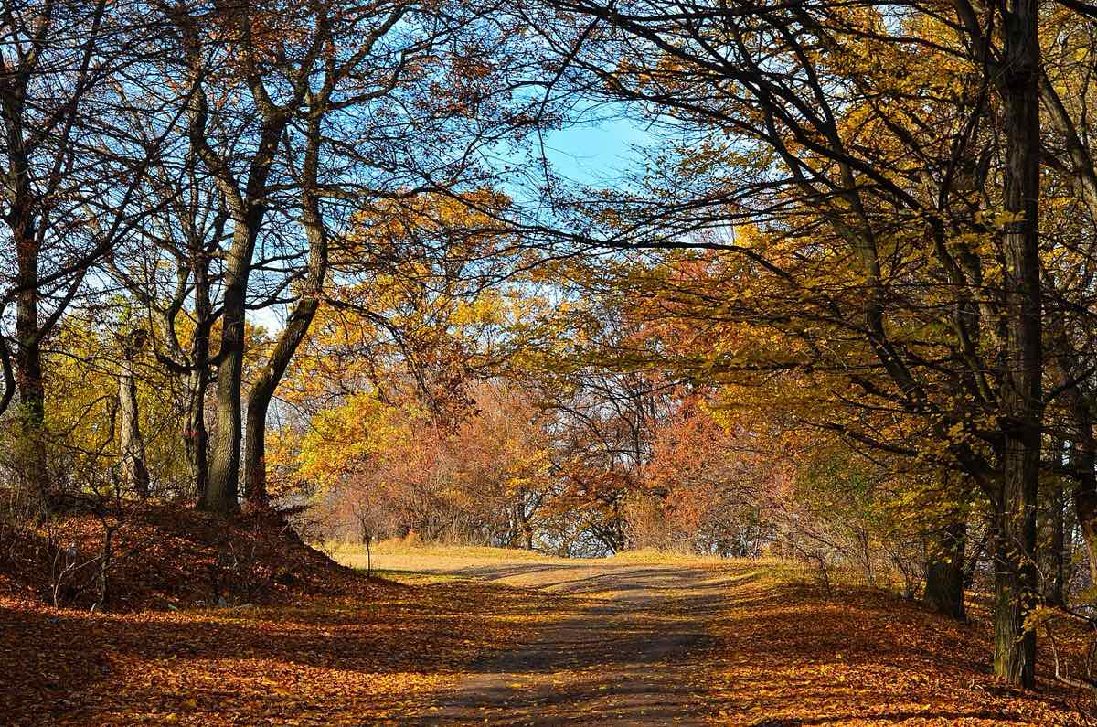 Romanian forest woodland