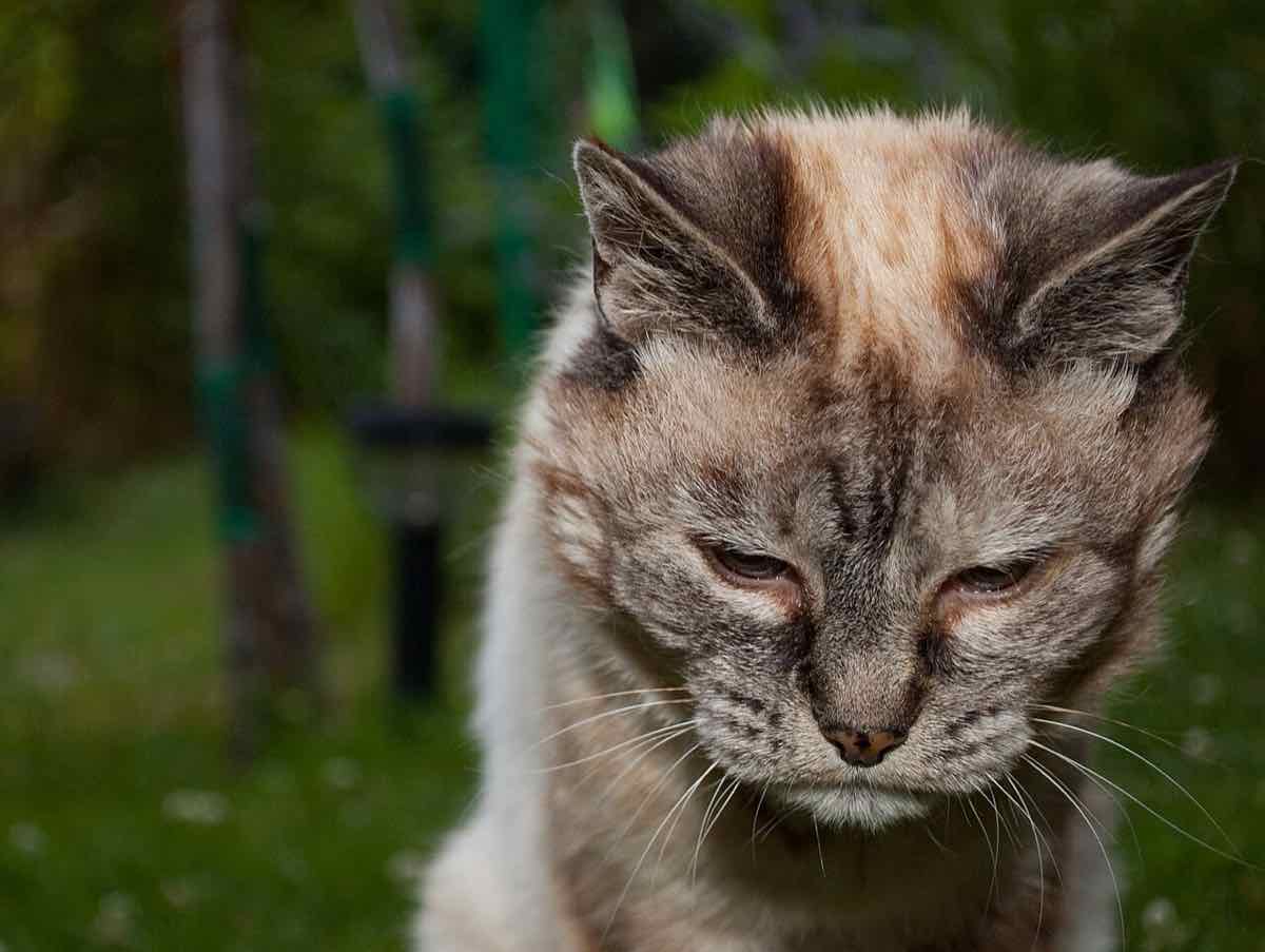 domestic cat veterinary