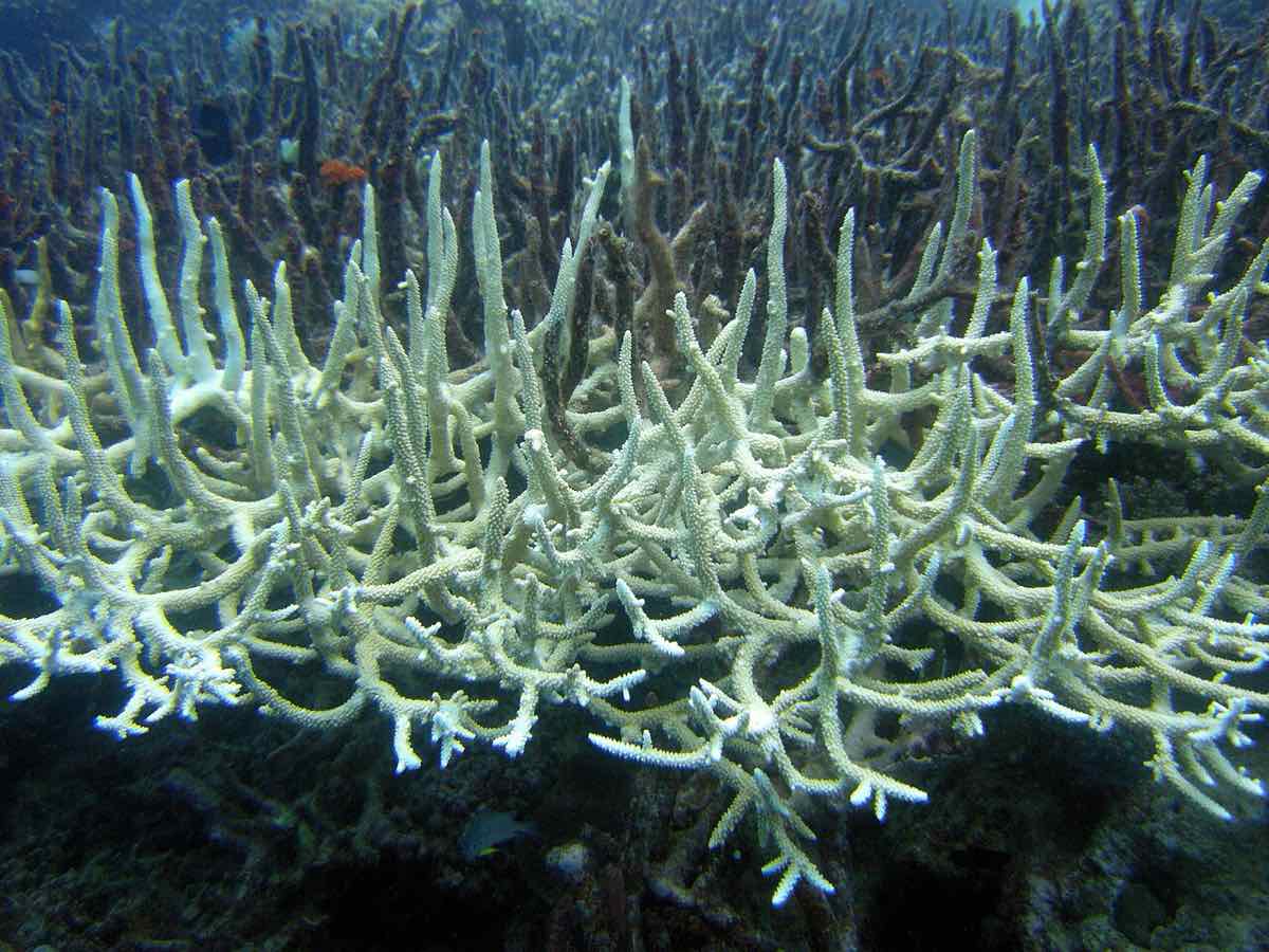 coral bleaching