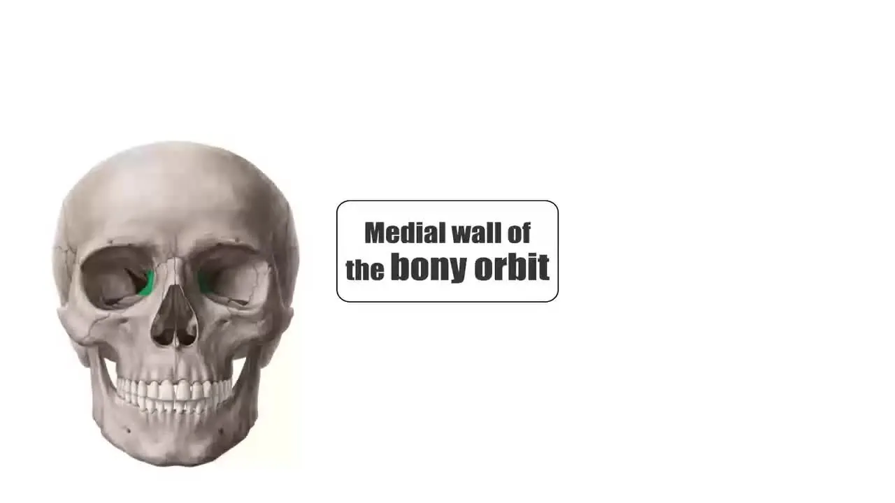human skull anatomy bone