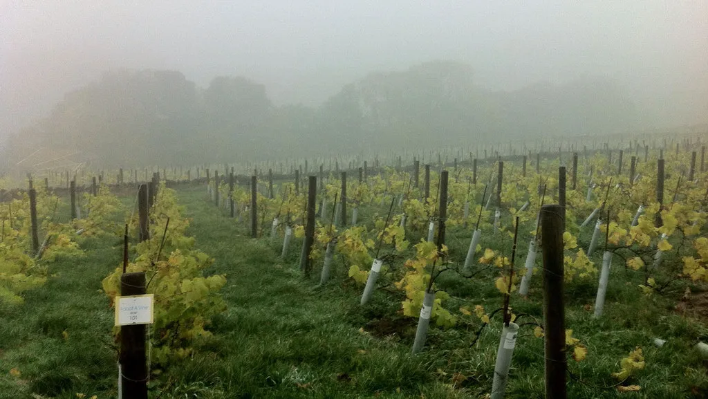 vineyard grapes harvest