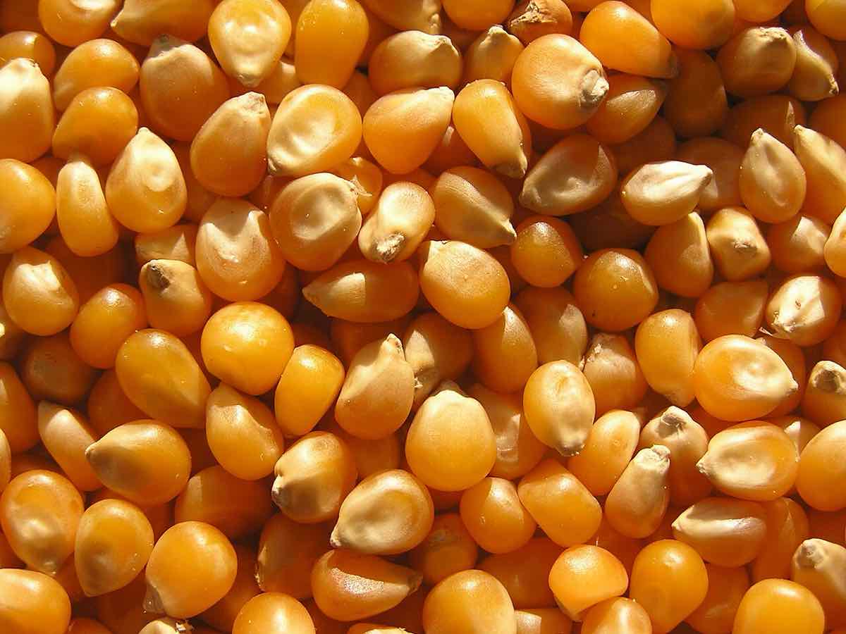 Hrană