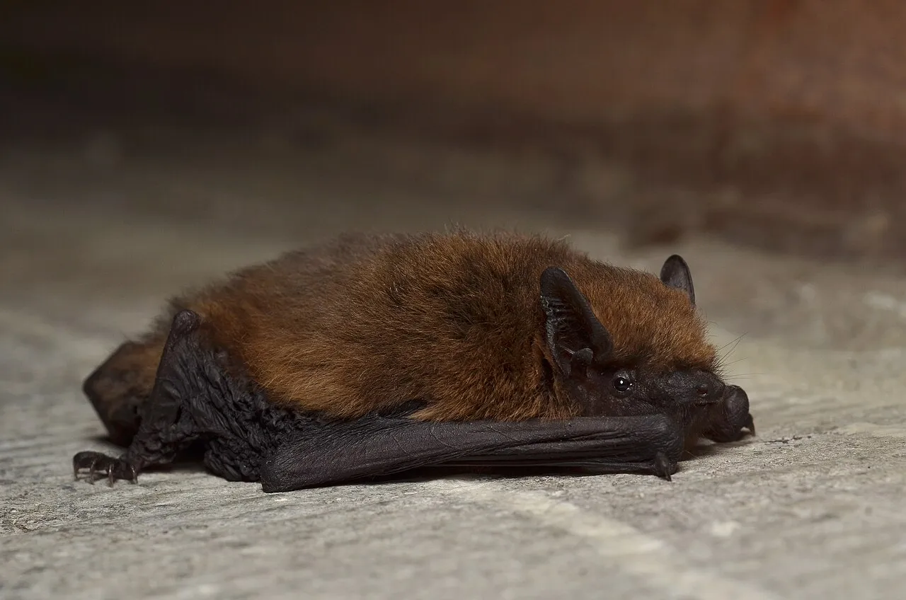 Pipistrellus pipistrellus