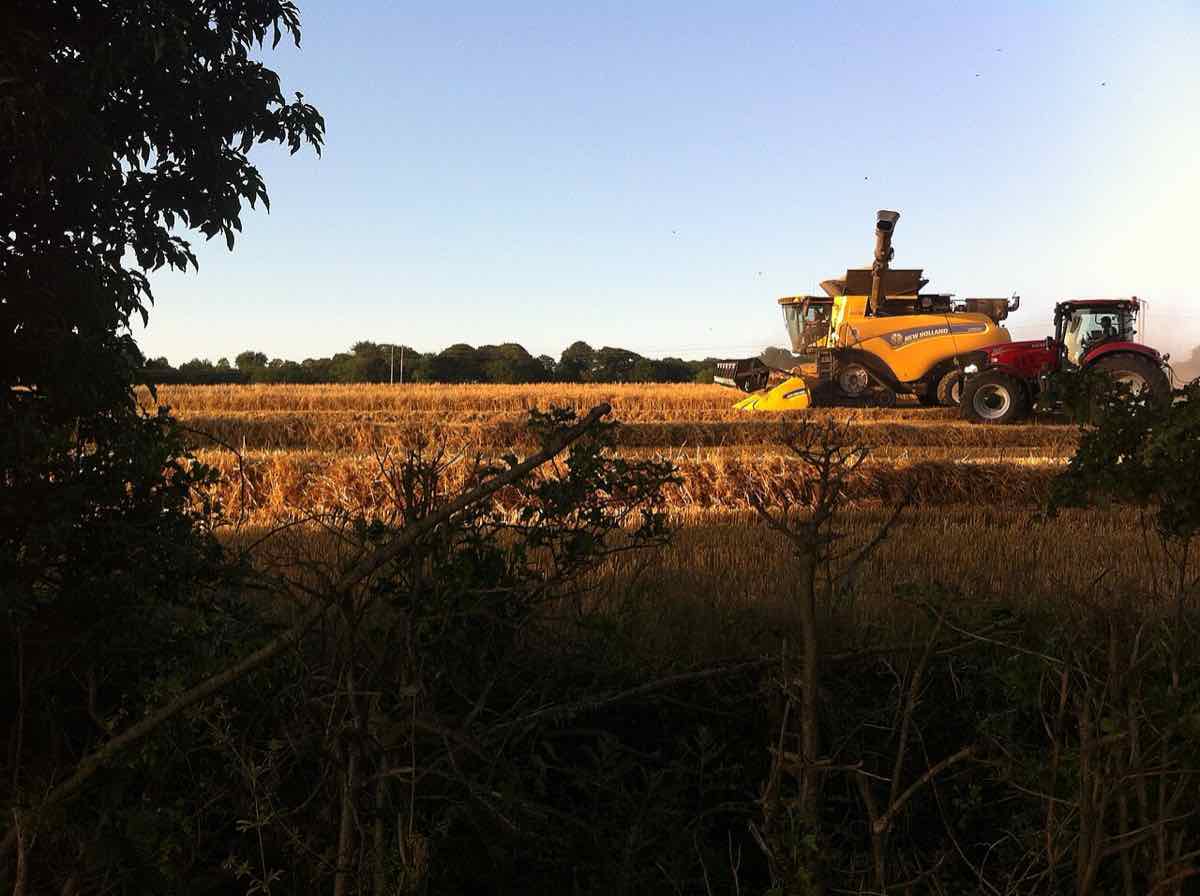 wheat field harvest tractor