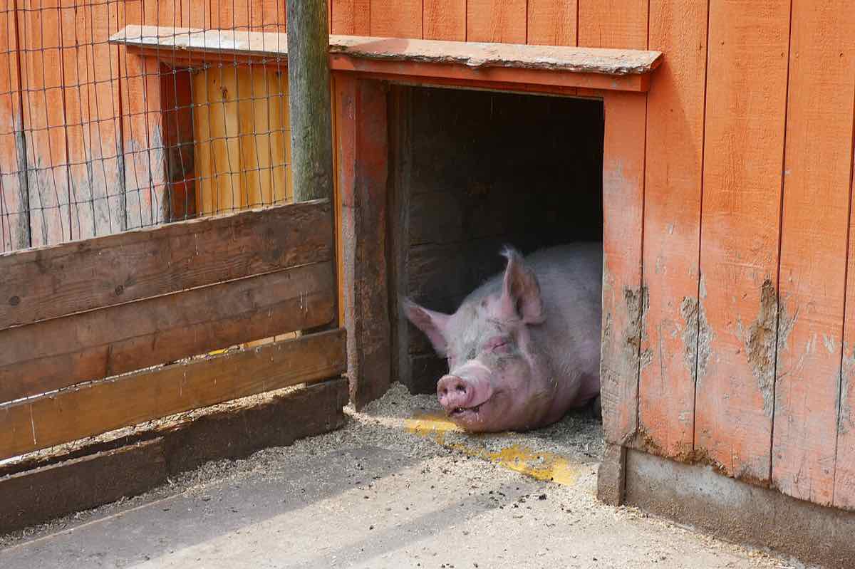 pig farm livestock