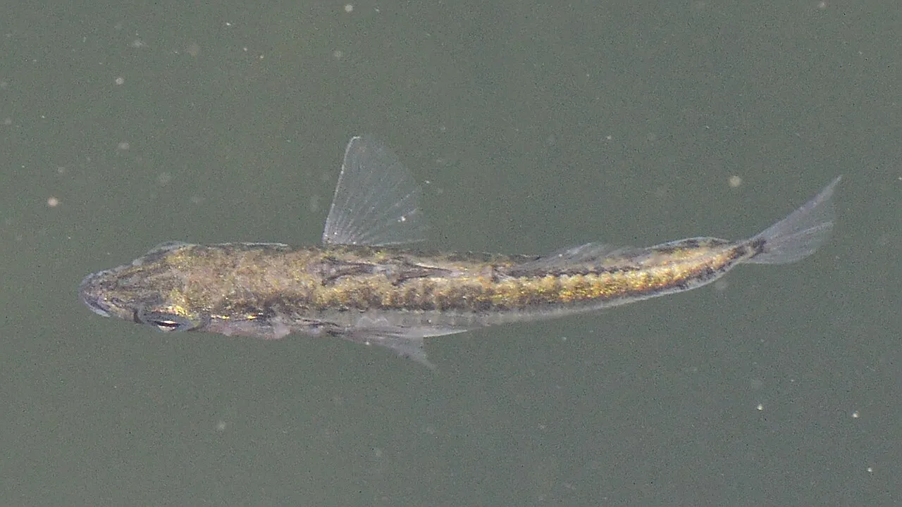 threespine stickleback Gasterosteus aculeatus