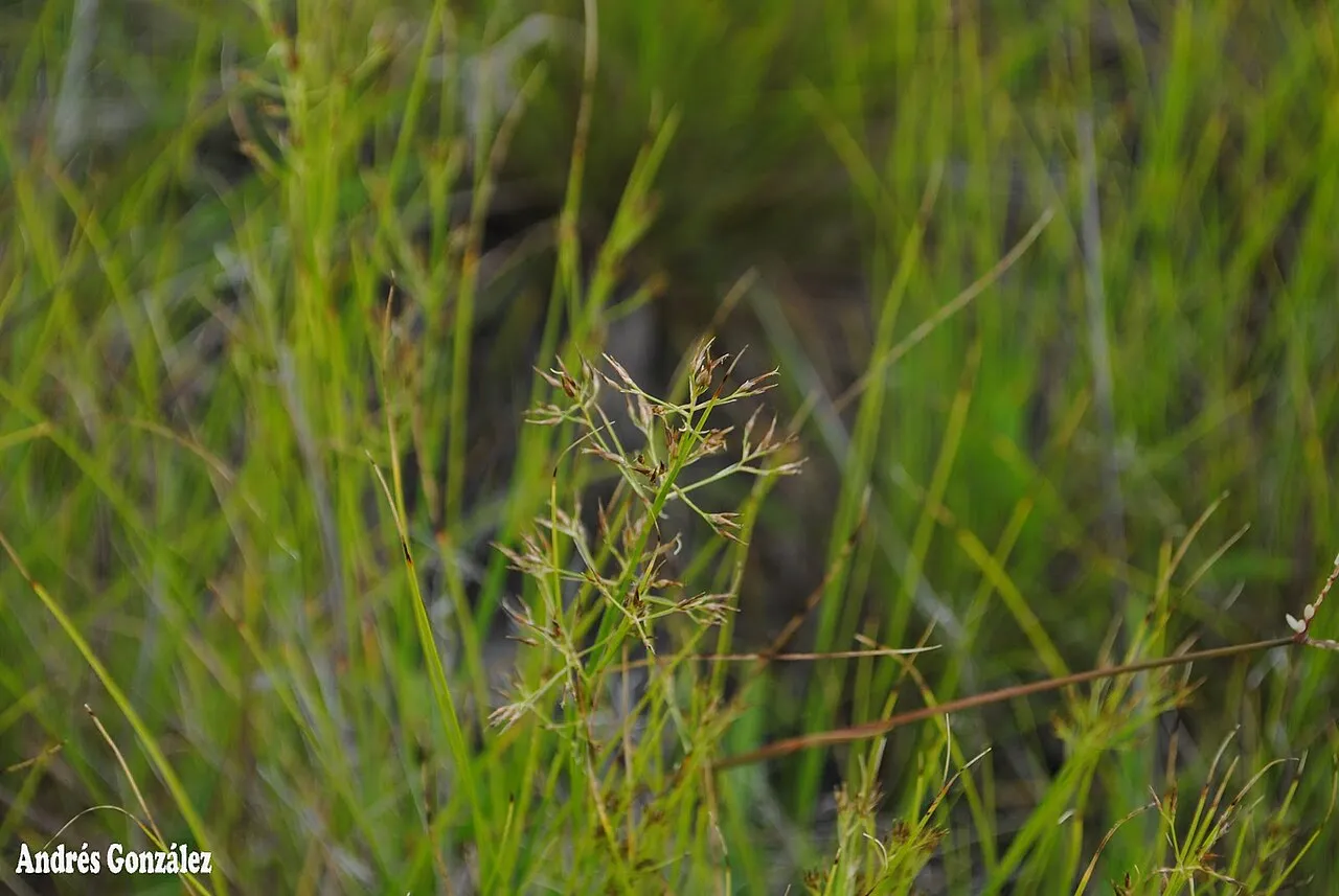 Rhynchospora tenuis