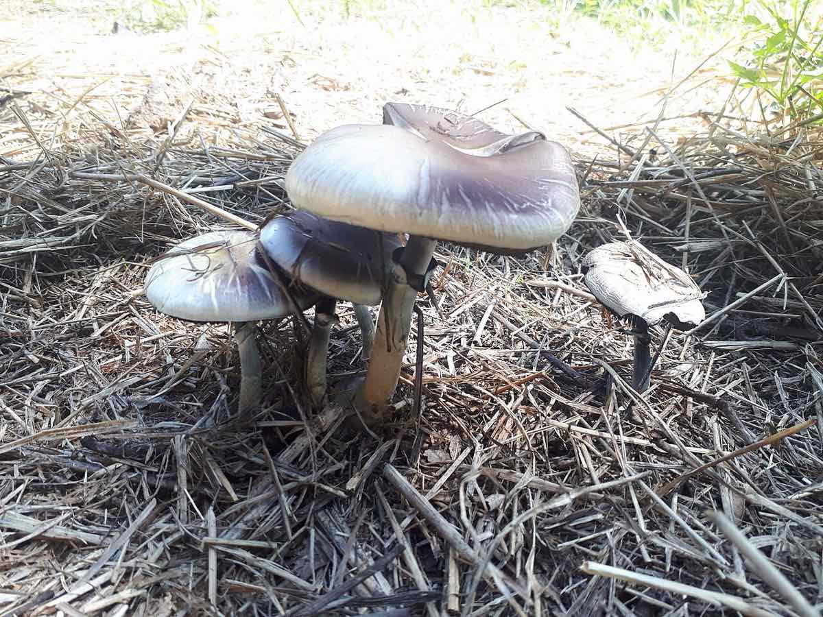 Psilocybe mushroom