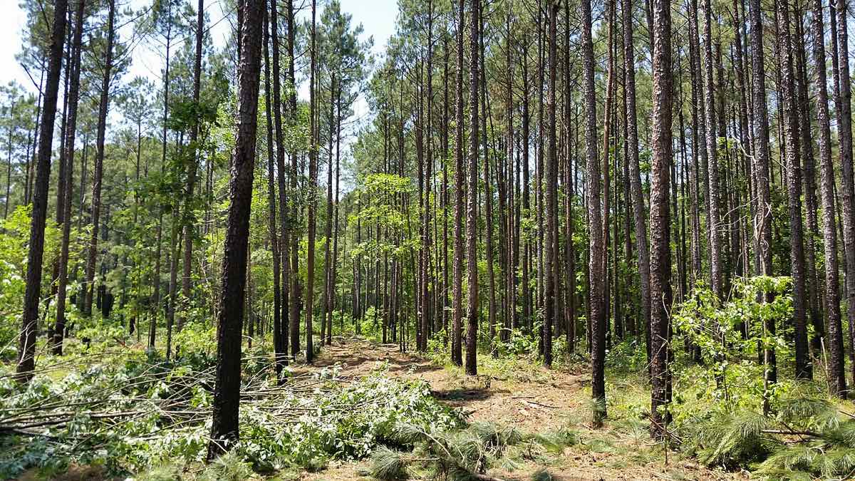 forest logging timber