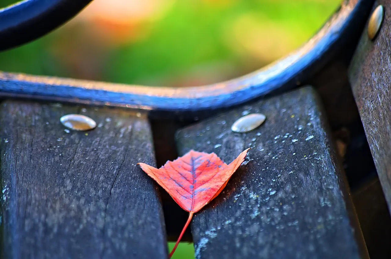 empty park bench autumn