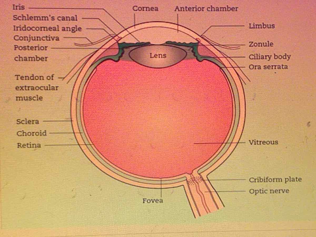retina eye anatomy