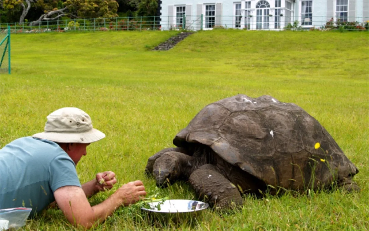 Jonathan tortoise Saint Helena