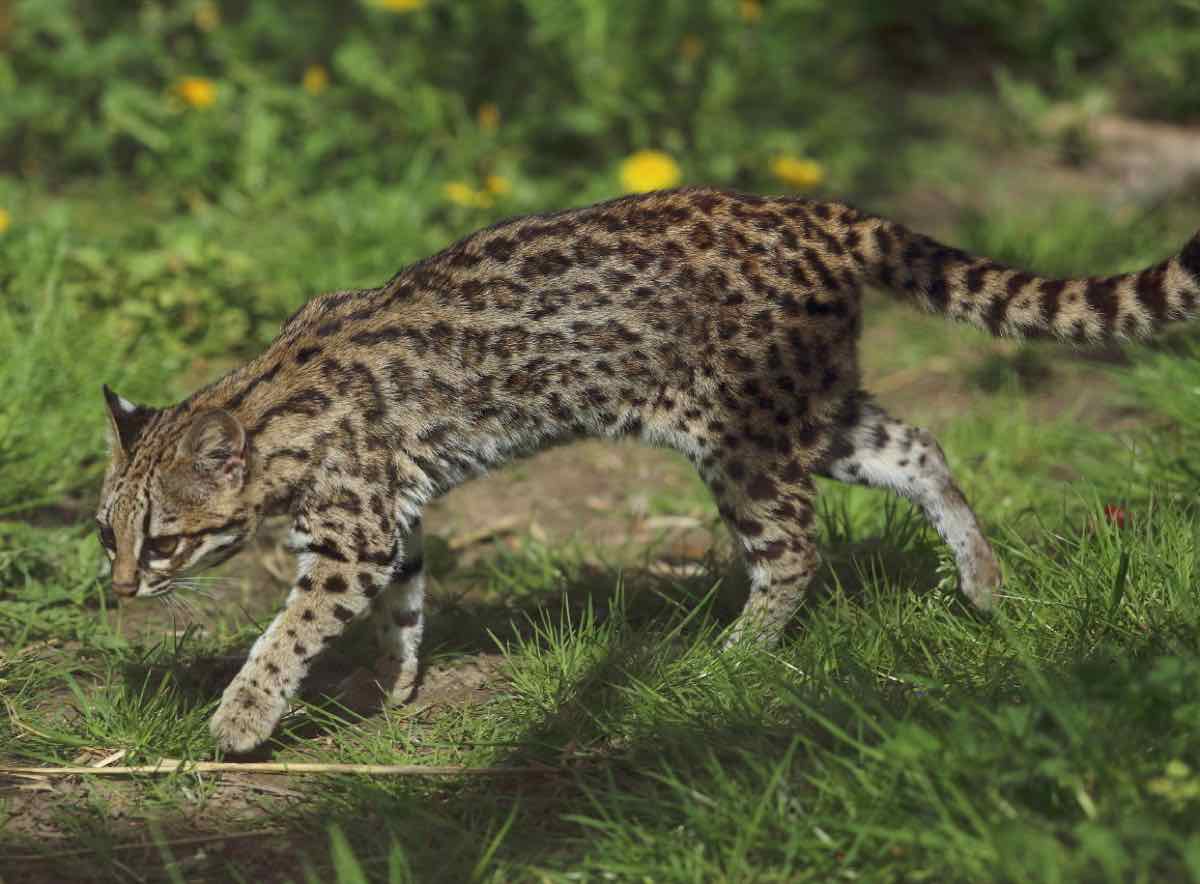 Leopardus guttulus, pisica-tigru sudică — una din cele cinci specii, nu tilcayo