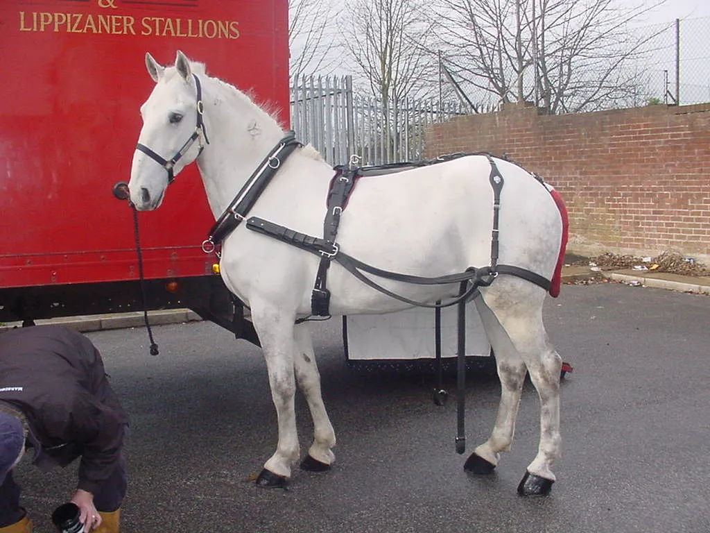 Lipizzaner horses