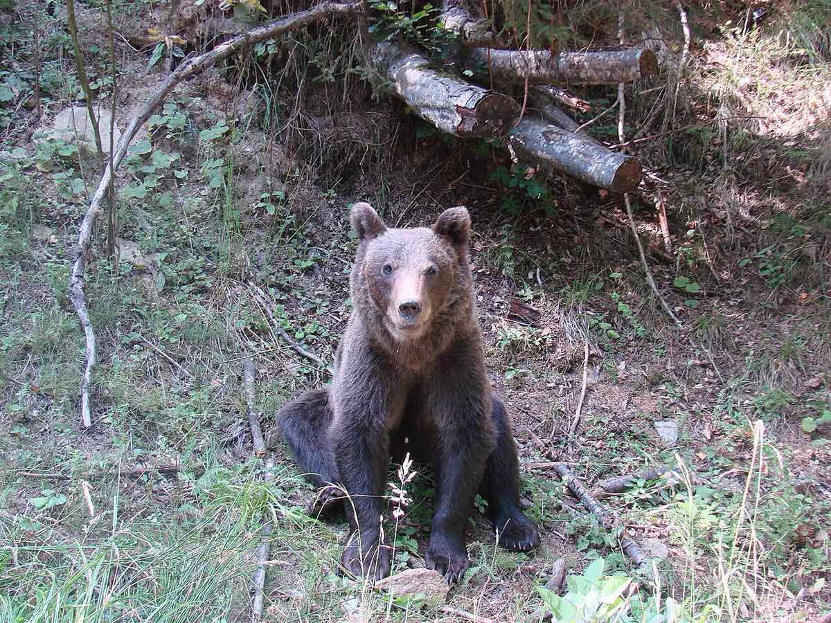 Urs brun în Munții Făgăraș